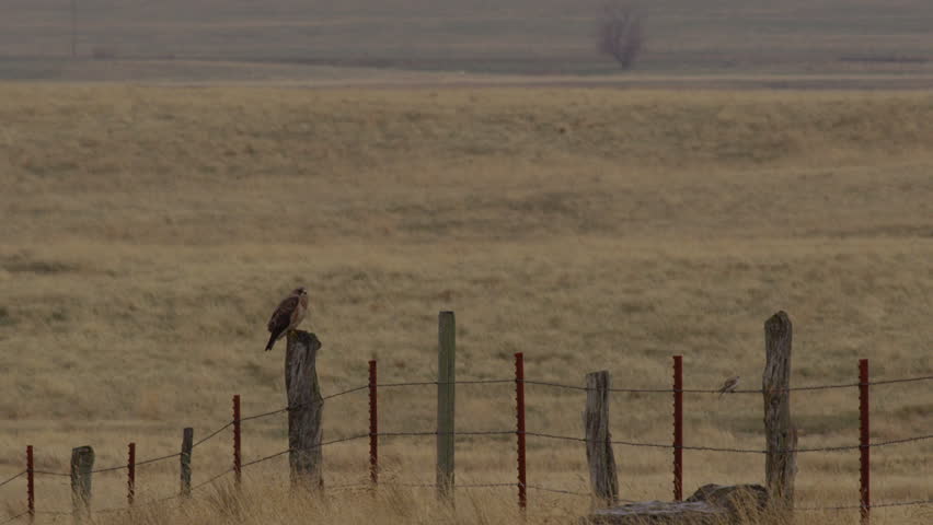 Hawk perched on fence post on cloudy day with barbed wire