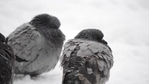 Many gray doves pigeons sit on the floor and bask on a cold frosty day in winter. Birds ruffled up dishevelled plumage feather very cold bask in frost, warm from the bitter cold