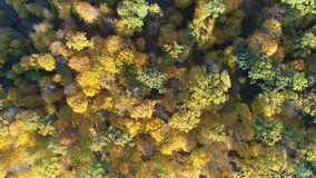 Aerial view video of orange top of trees in a forest in autumn. 4k video