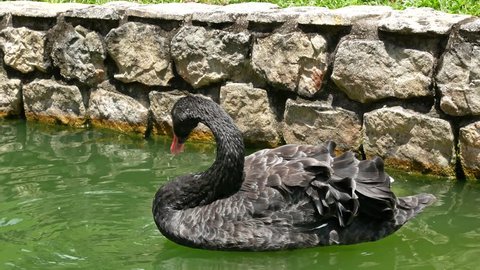 A black swan preening its plumage and drink water in the pond.
