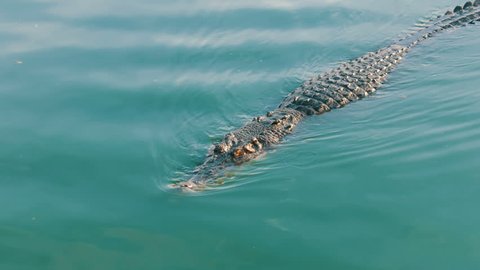 The crocodile swims in the green water. Crocodile farm Pattaya, Thailand