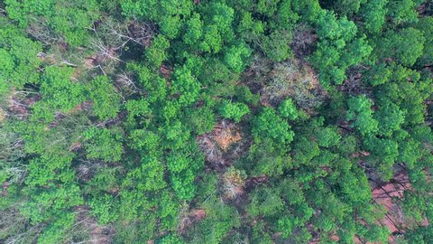 aerial drone shot : fly up reaveling rubber fields