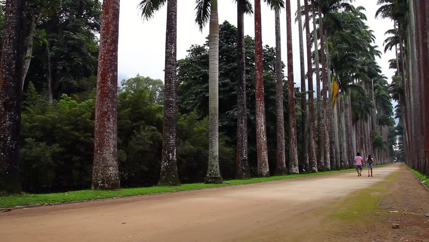 Avenue of royal palm trees at the Jardim Botanico botanic gardens Rio de Janeiro Brazil Royalty-Free Stock Footage #1007973673