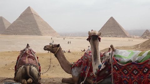 Egypt Cairo - Giza. General view of pyramids with camel