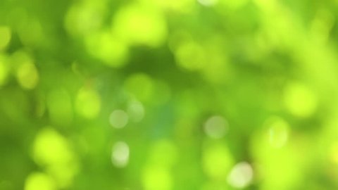 Beautiful sunny blurry spring or summer peaceful nature background. Charming bright morning sunshine through green bokeh of fresh foliage of trees. Real time full hd video footage.