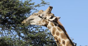 Close-up of a giraffe (Giraffa camelopardalis) feeding on a tree, South Africa