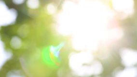 Beautiful blurry sunny spring or summer peaceful nature background. Charming bright morning bokeh sunshine through green fresh foliage of trees with sunflare. Real time full hd video footage.