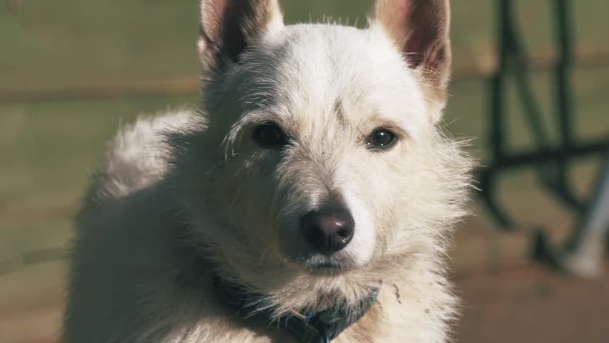 white dog tilting head surprise - Stock Footage Video (100% Royalty ...