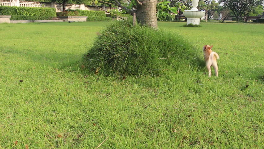 chihuahua dog playing in garden