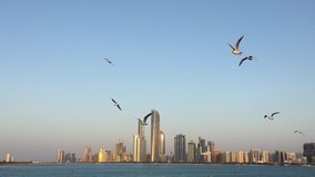 flock of birds take flight in the morning, Abu dhabi,UAE. HD 1920 by 1080. 