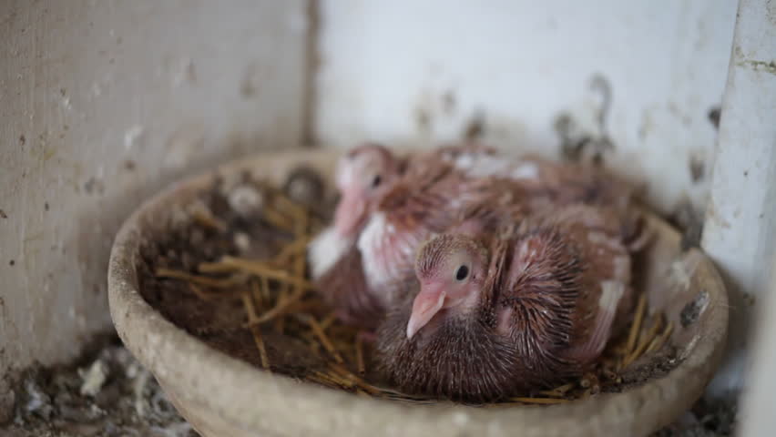 Baby Pigeon In Pigeon Nest Stock Footage Video 100 Royalty Free Shutterstock