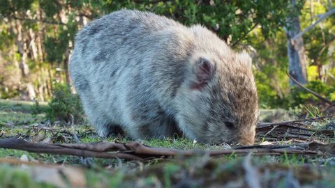 Vombatus ursinus - Common Wombat in the Tasmanian scenery, eating grass on the meadow. Australian furry vegetarian mammal in Australia.
