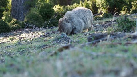 Vombatus ursinus - Common Wombat eating grass in Tasmania, Australia