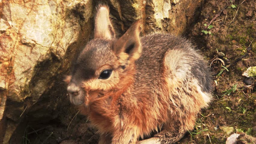 The baby of the Patagonian Mara sits on the ground and is trembling. The Patagonian mara is rabbit-like animal from Argentina.