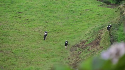 Dairy cows grazing in green field in azores portugal slow motion 4k