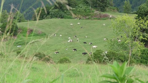 Dairy cows grazing in green field in azores portugal slow motion 4k