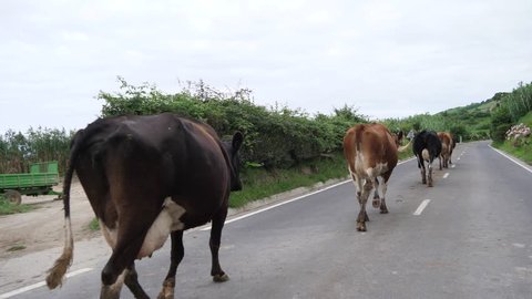 cows walking on a road in azores portugal slow motion 4k