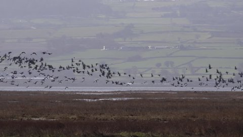Large flock of lapwing wading birds on the coast in England 4K