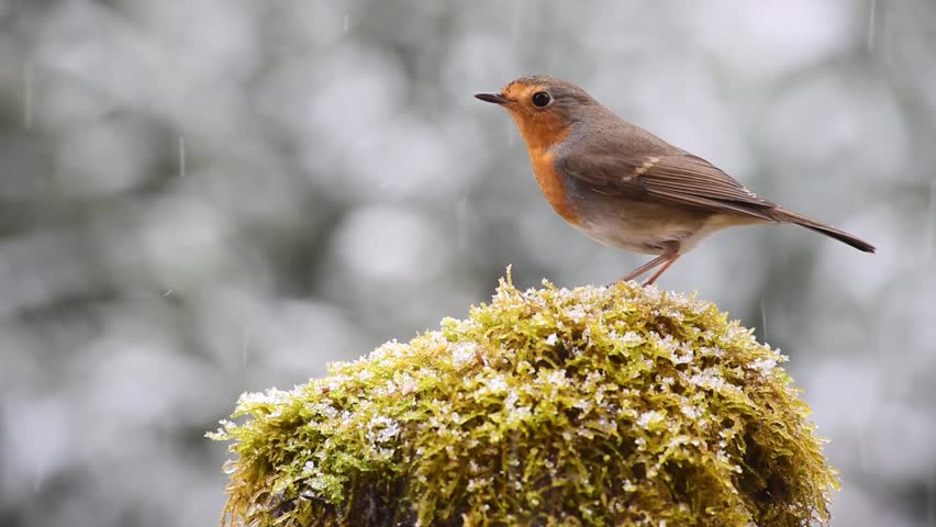 Robin on the grass image - Free stock photo - Public Domain photo - CC0 ...