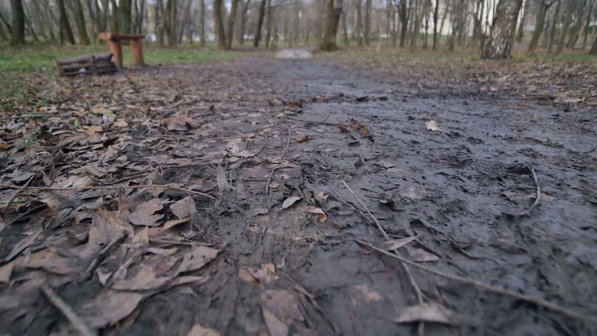 autumn park. fallen leaves on the ground. dolly shoot