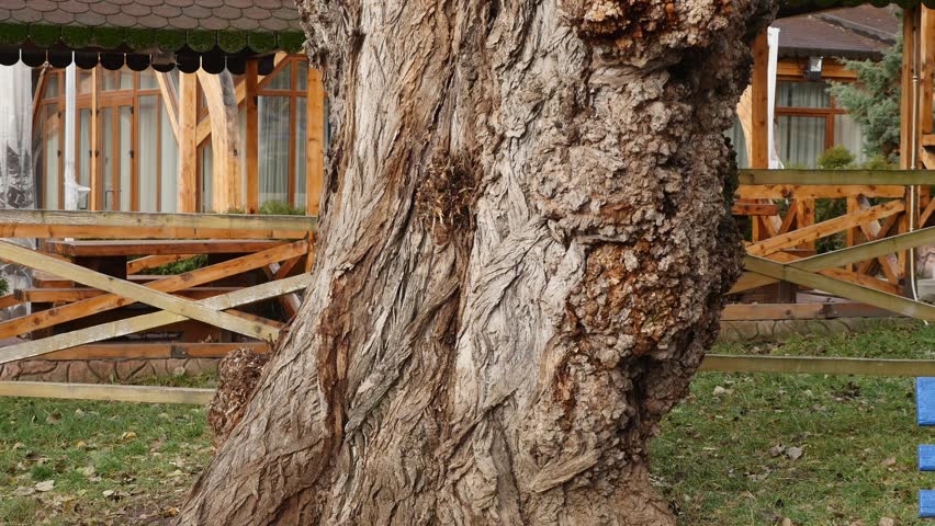 tree in the autumn park. close up