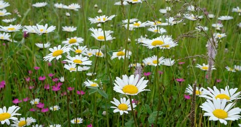 Meadow grass on the pasture. Daisies and Alpine Pink flowers close-up.