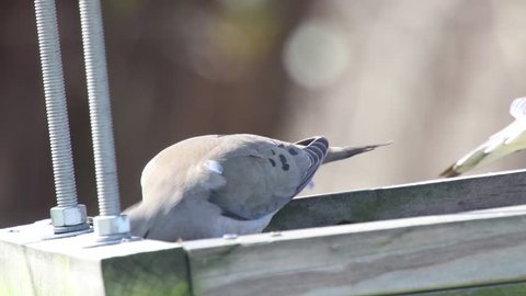Two Mourning Doves Enjoying Bird Feeder Stock Footage Video (100%