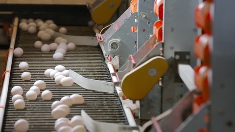 Chicken eggs on the conveyor