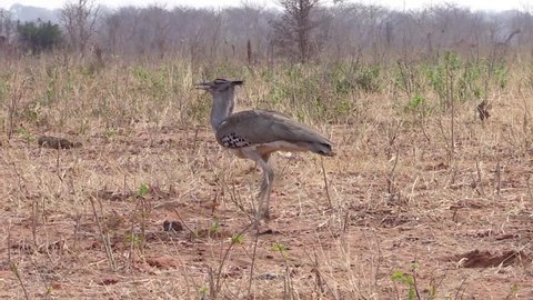 Kori Bustard (Ardeotis Kori) slowly walking and searching food in the bush - Chobe NP (Botswana) HD1080