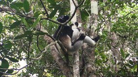 Wild lemur indri in the rain forest of Madagascar
