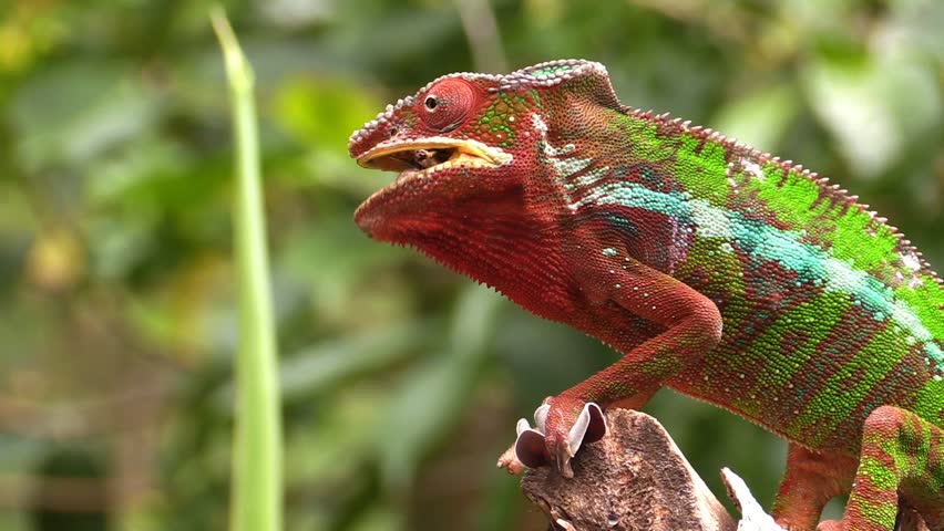 Colorful chameleon eating insect on Madagascar Royalty-Free Stock Footage #1008026296