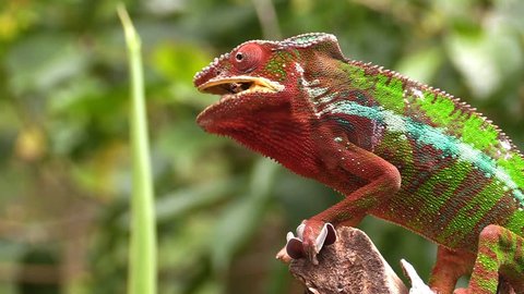 Colorful chameleon eating insect on Madagascar