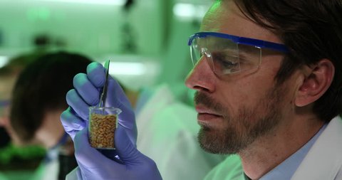 Researchers Men Selecting Seed of Wheat Engineering Academic Laboratory Teamwork