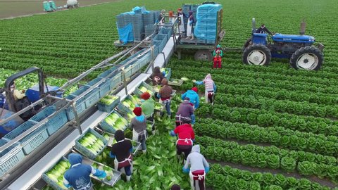Aerial drone view of farmers in a field picking and sorting romaine lettuce in Central Mexico. 
