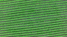 Bird's Eye aerial drone shot rotating above a field romaine lettuce Central Mexico