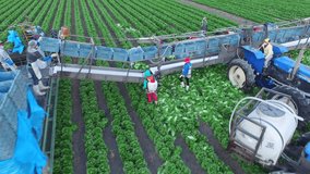 aerial drone shot of a field romaine lettuce with farmers picking and sorting in Central Mexico
