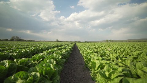 Steadicam shot of a field of romaine lettuce in Central Mexico.
