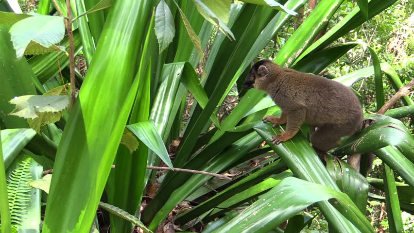 Lemur on the tree, observed during travel to Madagascar
