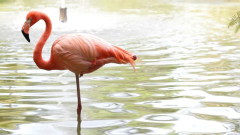 Flamingo standing on one foot in water