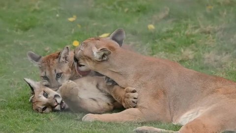 Puma Mother playing with her Cubs. Mountain Lion or Cougar mom with young cubs.