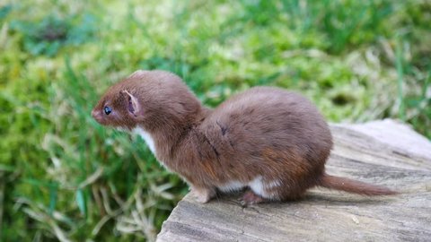 Weasel or Least weasel (mustela nivalis) 
