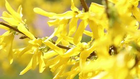 Closeup view of spring fresh foliage of bright yellow color. Beautiful trees outdoors on sunny day in park. Real time full hd video footage.