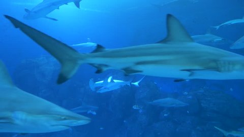 SINGAPORE, OCTOBER 2017: S.E.A Aquarium in Singapore displaying a fish tank full of swimming sharks and other aquatic animals. Big animals confined to life in captivity. Fish swimming among sharks