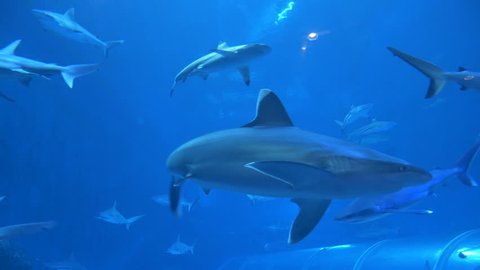 SINGAPORE, OCTOBER 2017: S.E.A Aquarium in Singapore displaying a fish tank full of swimming sharks and other aquatic animals. Big animals confined to life in captivity. Fish swimming among sharks