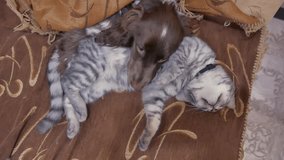 cat and a dog are sleeping together indoors funny video. friendship cat and dog