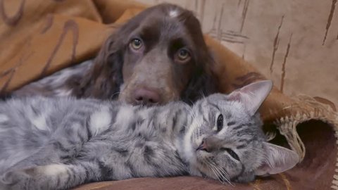 cat and a dog are sleeping together indoors friendship funny video. cat and dog