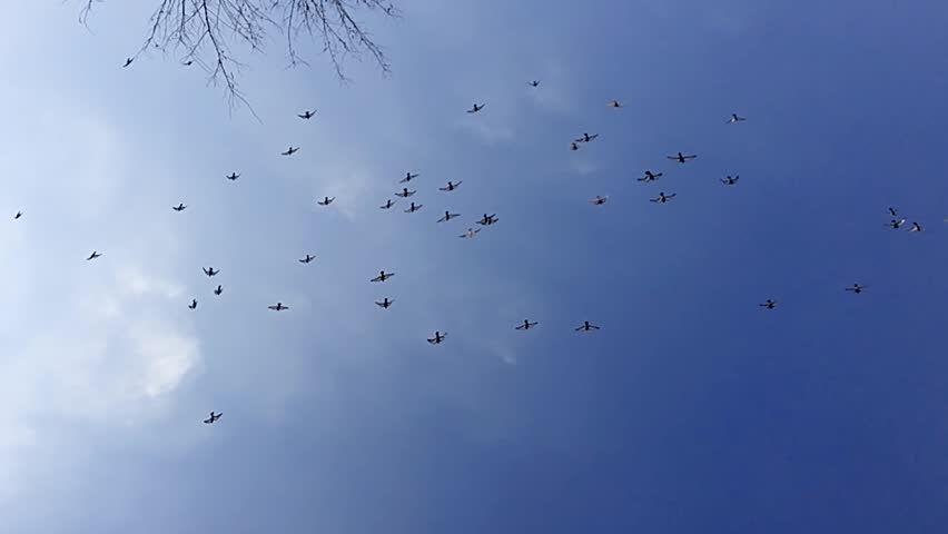 birds pigeons flying in the sky on a blue background slow motion video