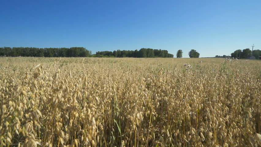 Slowly forward movement through a field with yellow wheat ears in summer sunny day