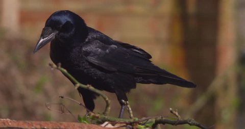 Two black crow rooks feeding in winter snow garden slow motion
