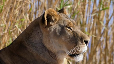 lioness gets up from position to hunt slow motion Video de stock